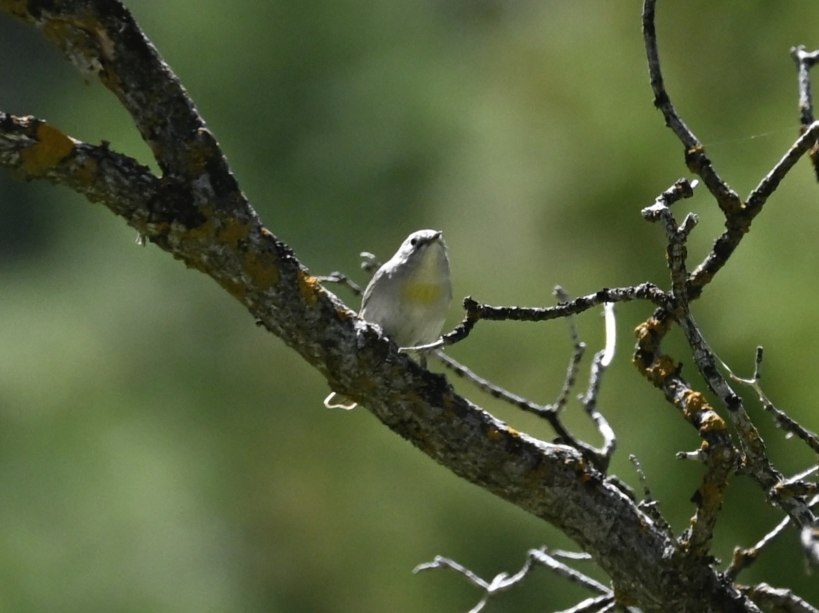 Virginia's Warbler - ML635327352