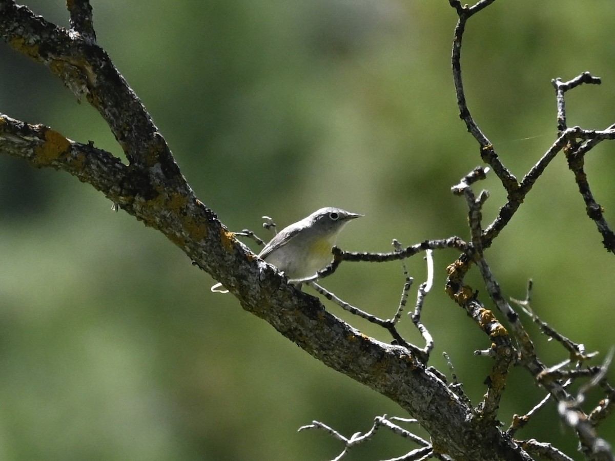 Virginia's Warbler - ML635327353