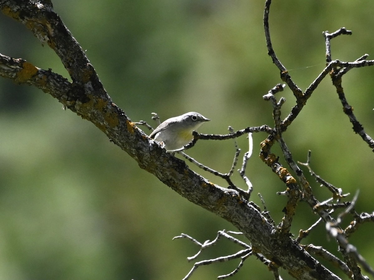 Virginia's Warbler - ML635327354