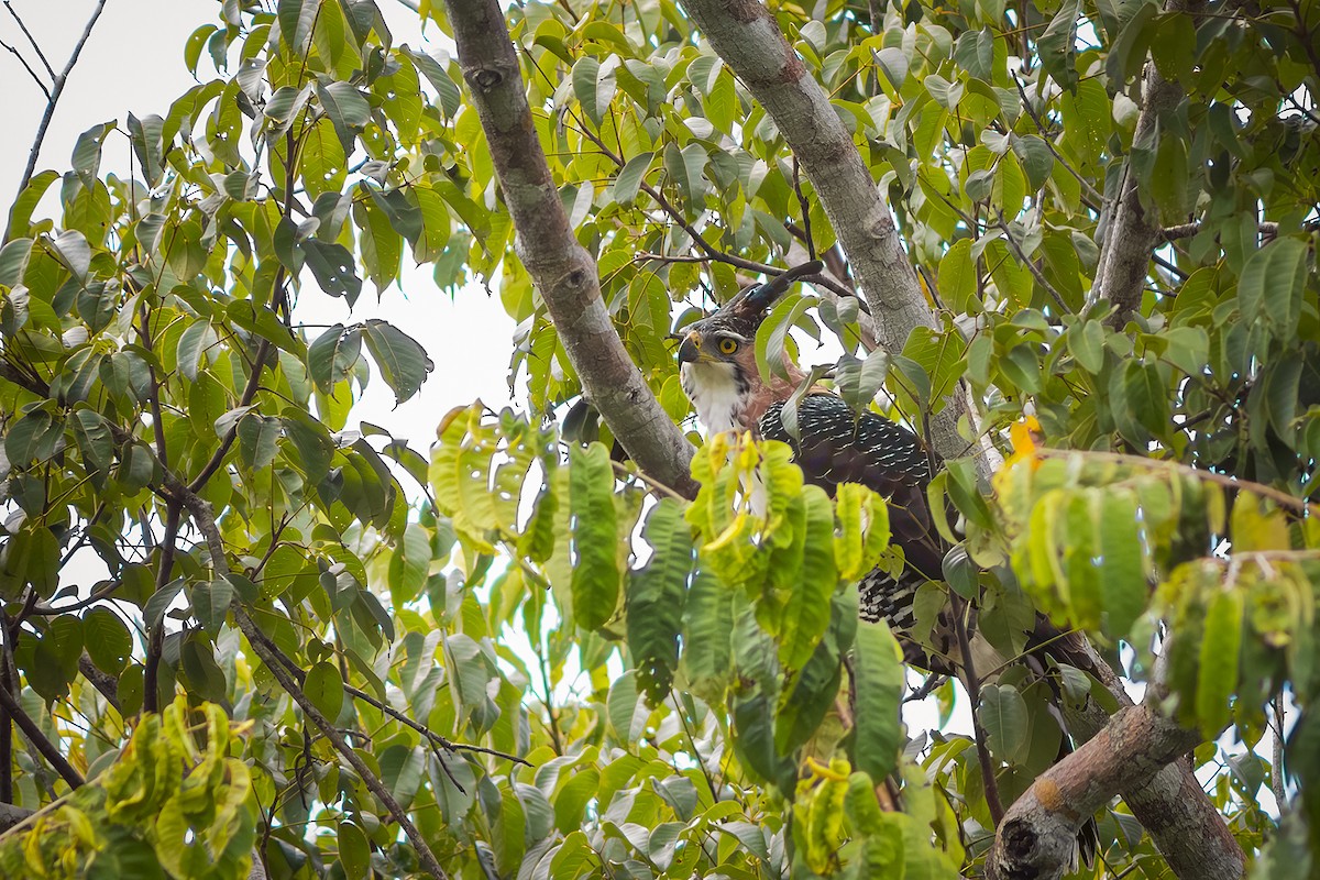 アカエリクマタカ - ML635327374