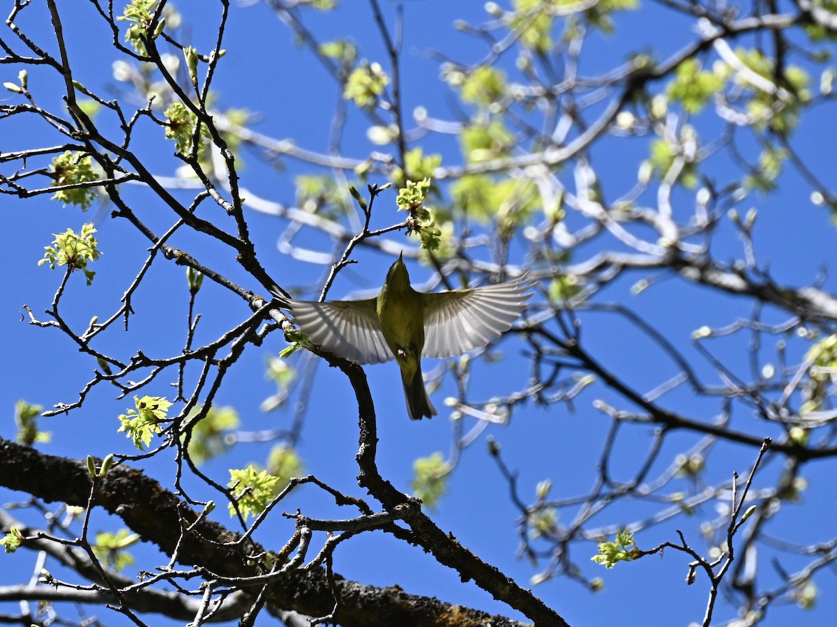 Orange-crowned Warbler - ML635327412