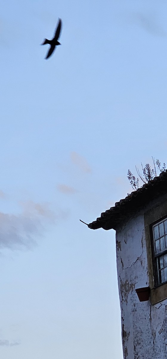 Чёрный стриж - ML635327461