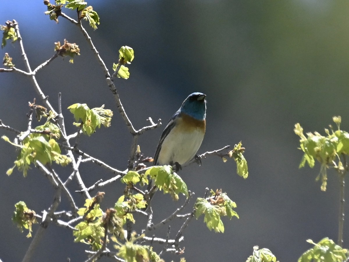 Lazuli Bunting - ML635327466