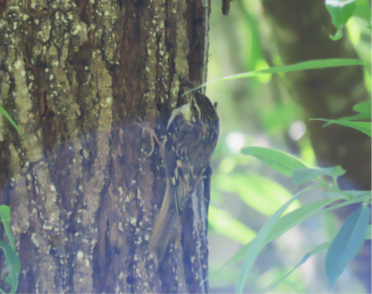 Brown Creeper - ML635327514