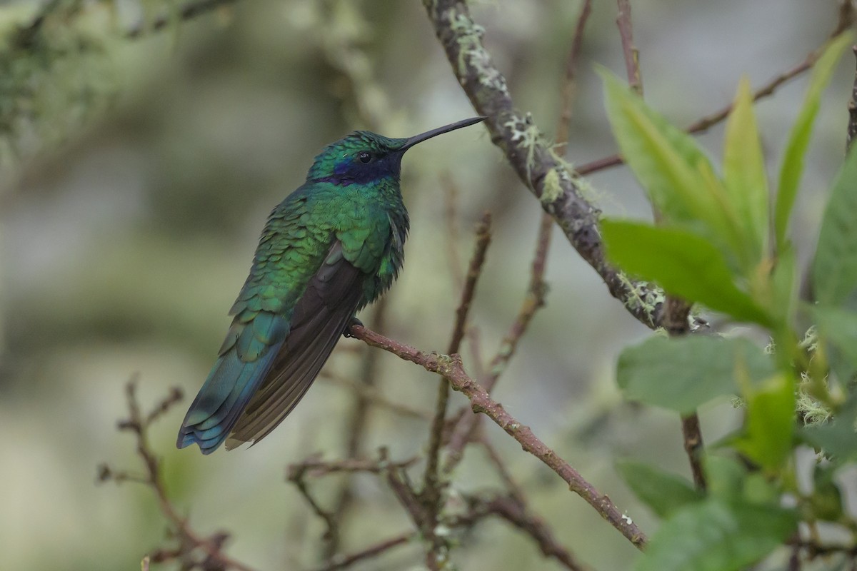 Sparkling Violetear - ML635327575