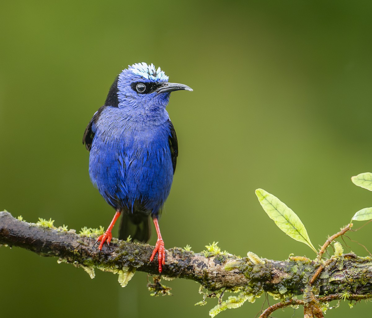 Red-legged Honeycreeper - ML635327596
