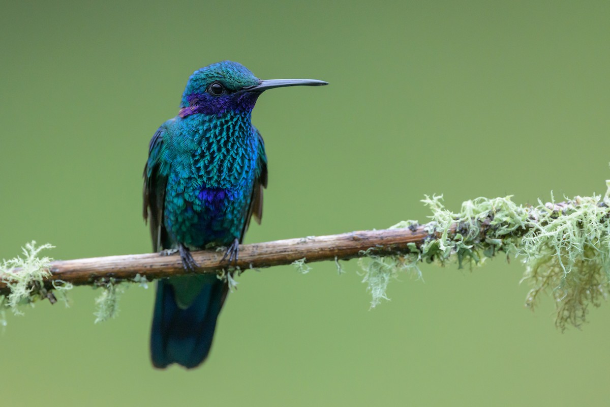 Sparkling Violetear - ML635327605