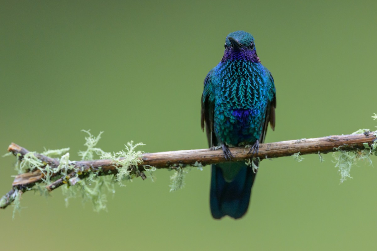 Sparkling Violetear - ML635327608