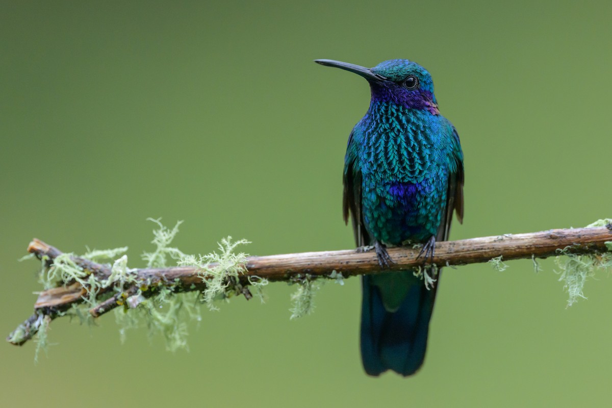 Sparkling Violetear - ML635327612