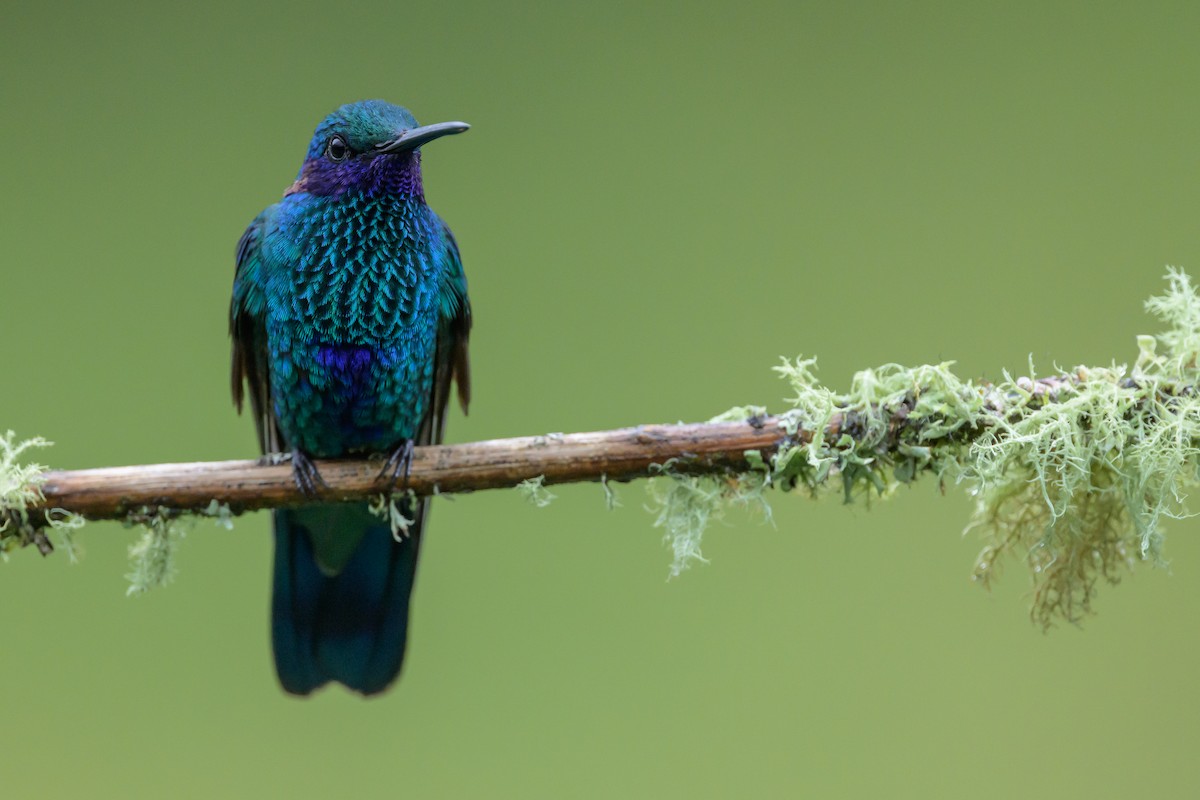 Sparkling Violetear - ML635327615