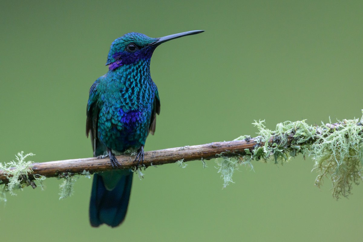 Sparkling Violetear - ML635327617