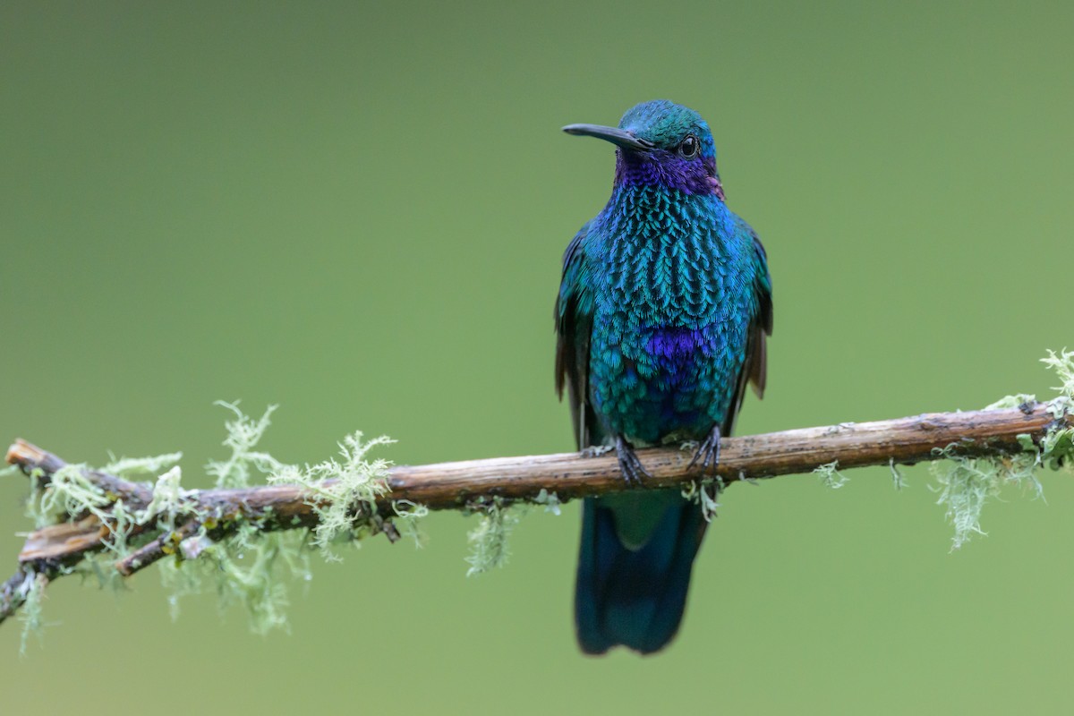 Sparkling Violetear - ML635327619