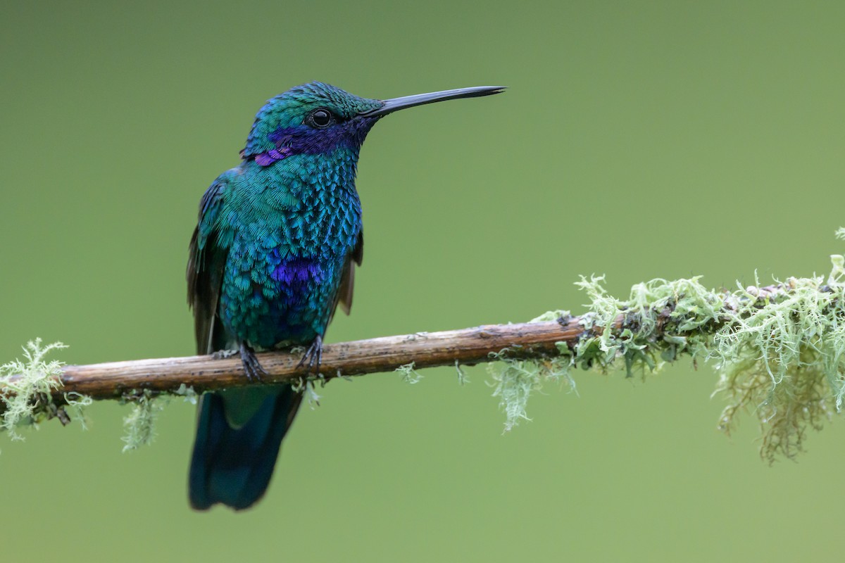Sparkling Violetear - ML635327620