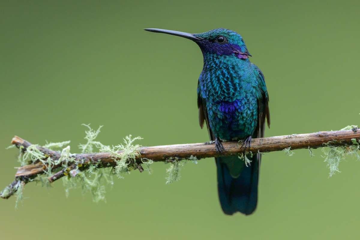 Sparkling Violetear - ML635327621