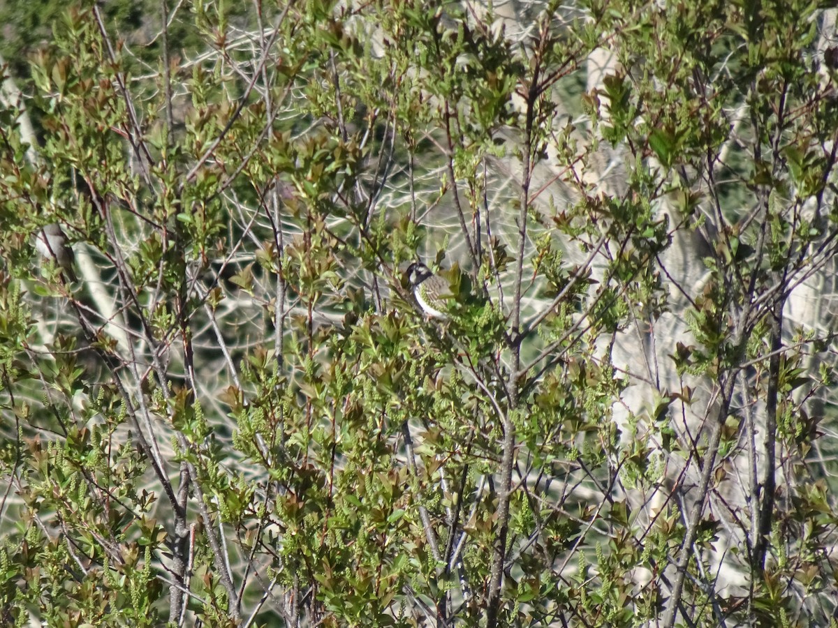 Harris's Sparrow - ML635327678