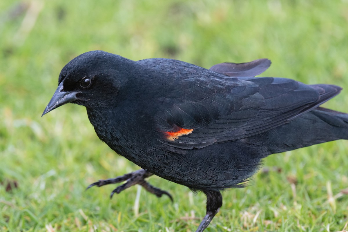 Red-winged Blackbird - ML635327778