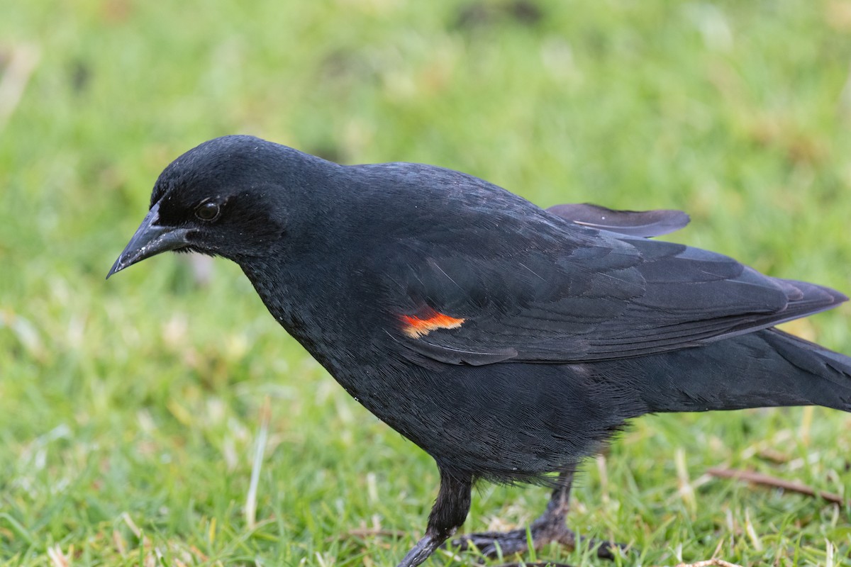 Red-winged Blackbird - ML635327779