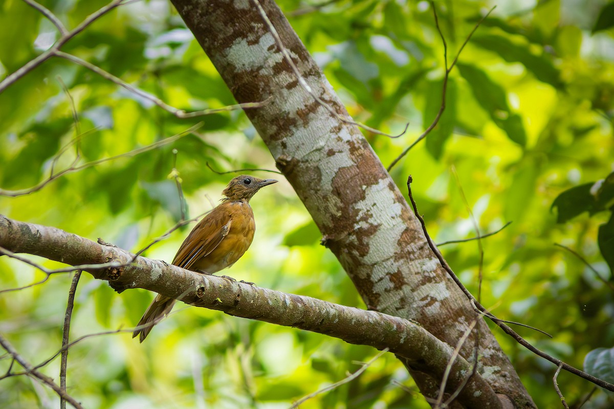 Cocoa Thrush - ML635327787