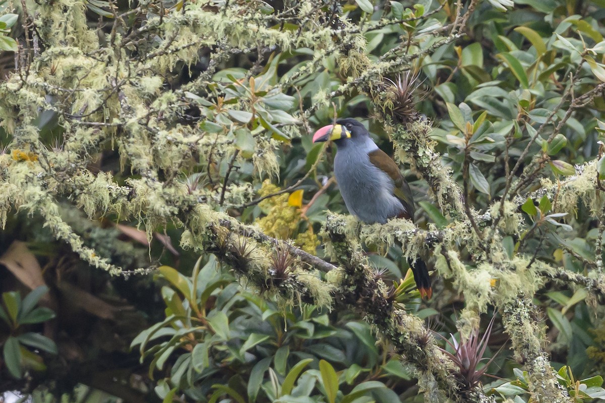 Gray-breasted Mountain-Toucan - ML635327788