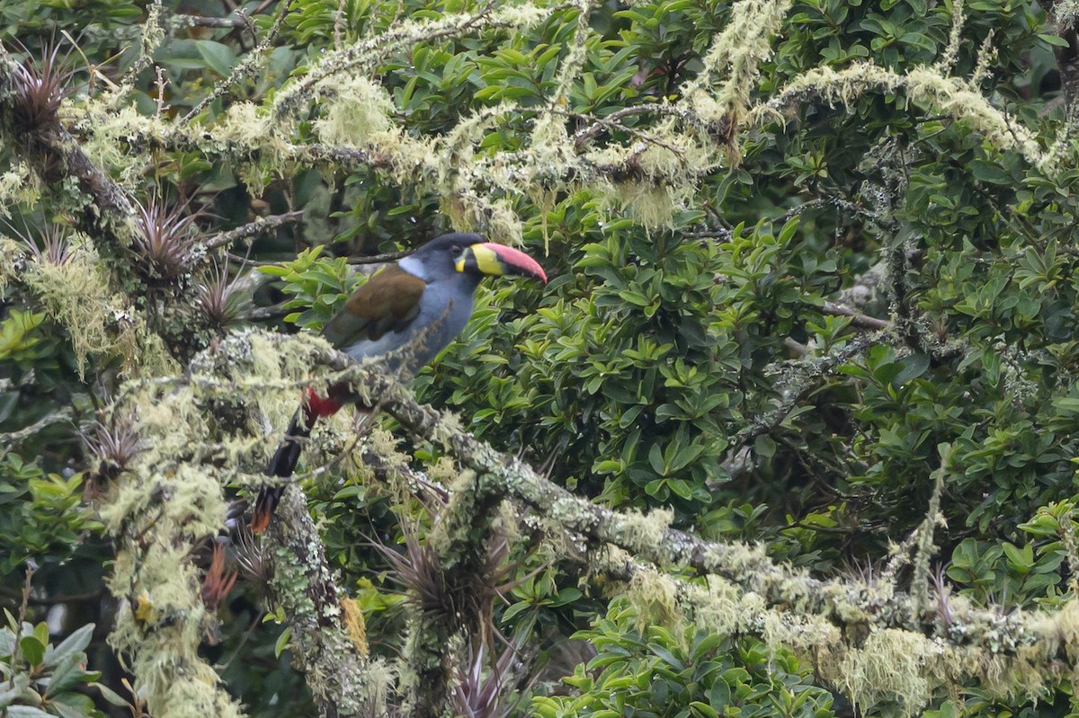 Gray-breasted Mountain-Toucan - ML635327789