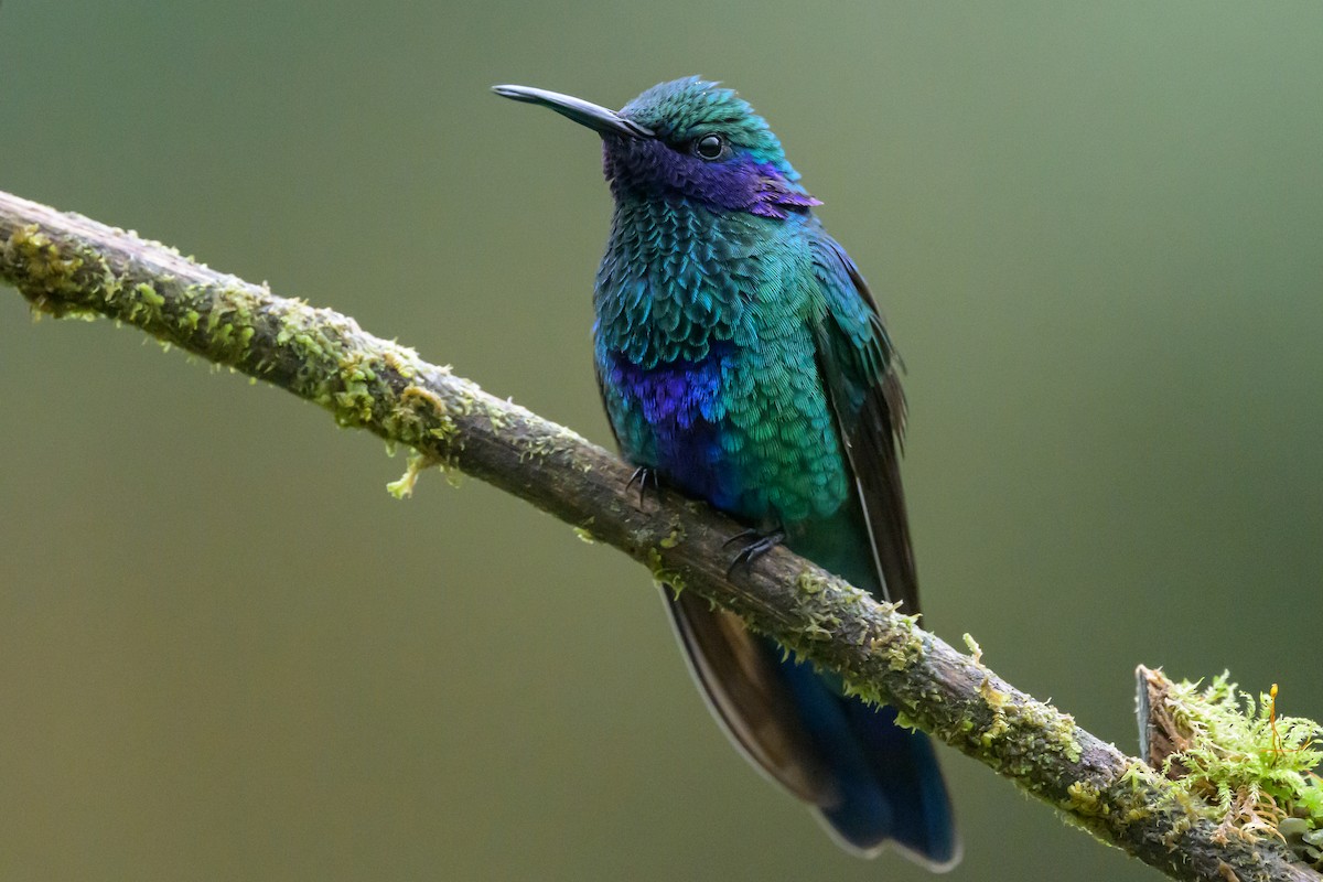 Sparkling Violetear - ML635327813