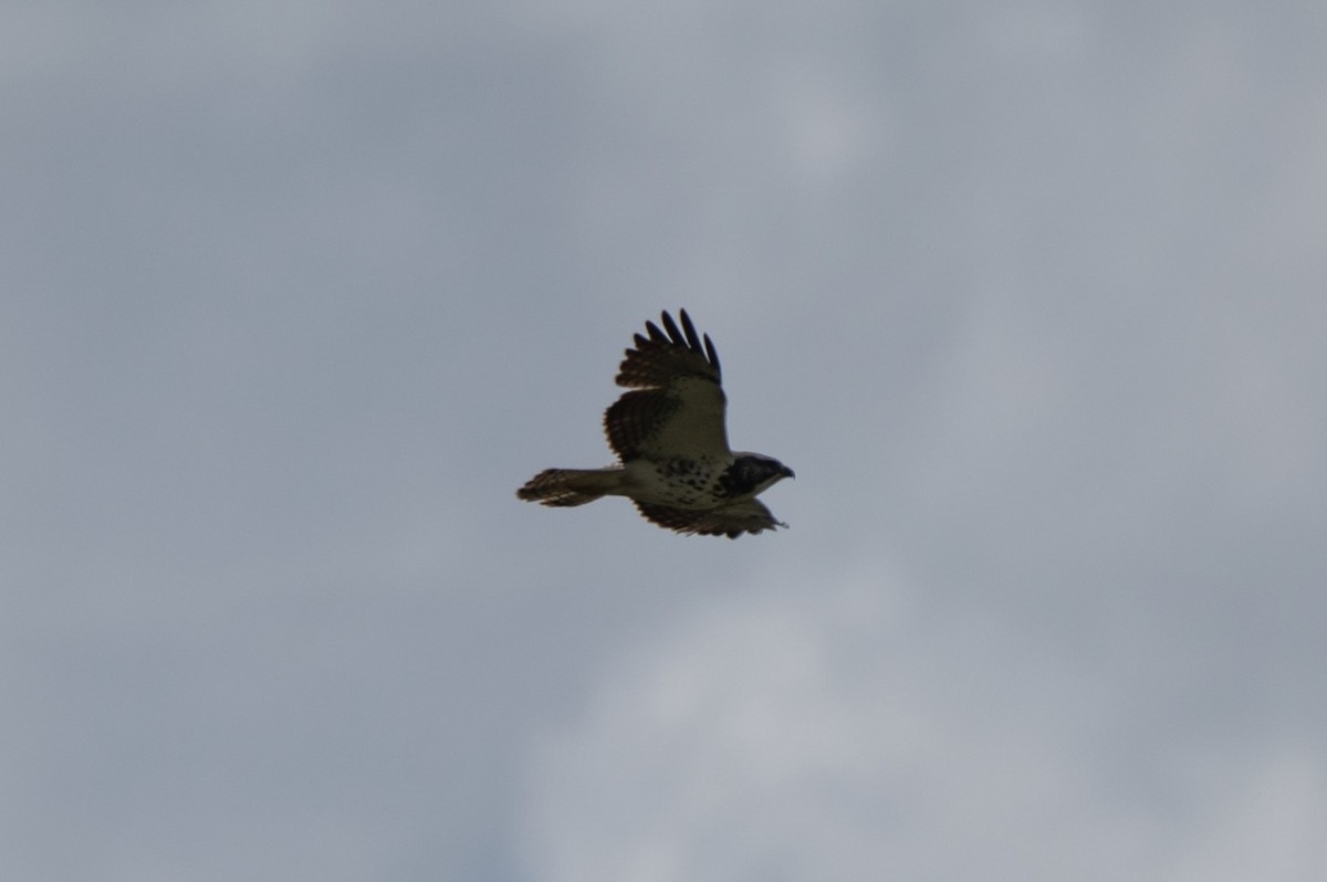 Swainson's Hawk - ML635327959