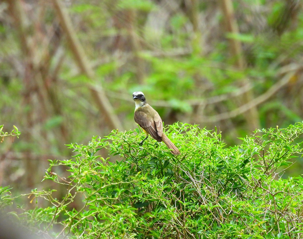Social Flycatcher - ML635328002