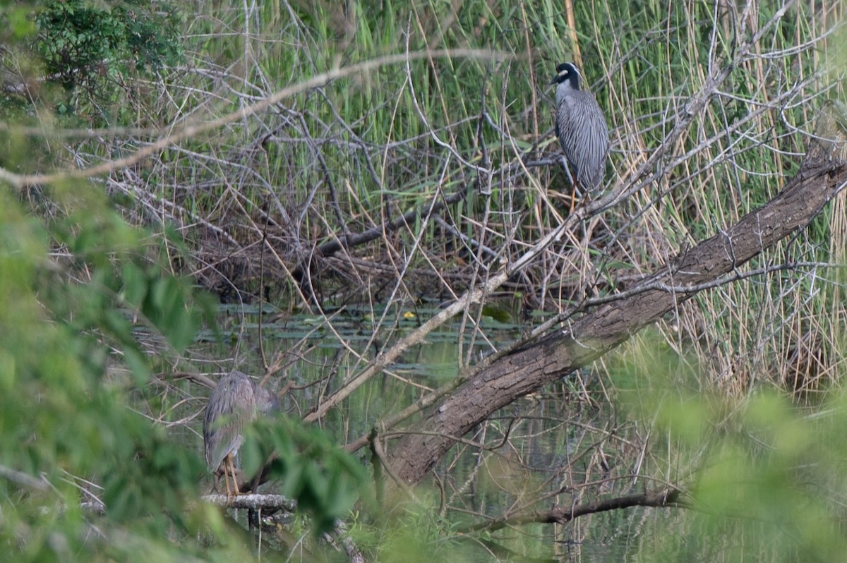 Yellow-crowned Night Heron - ML635328082