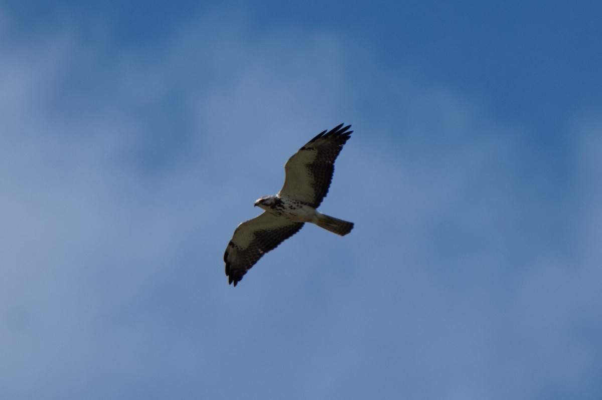 Swainson's Hawk - ML635328094