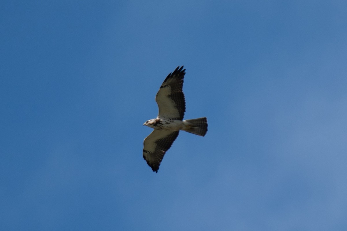 Swainson's Hawk - ML635328095