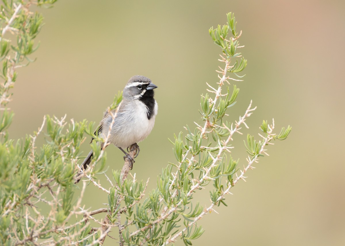 Black-throated Sparrow - ML635328267