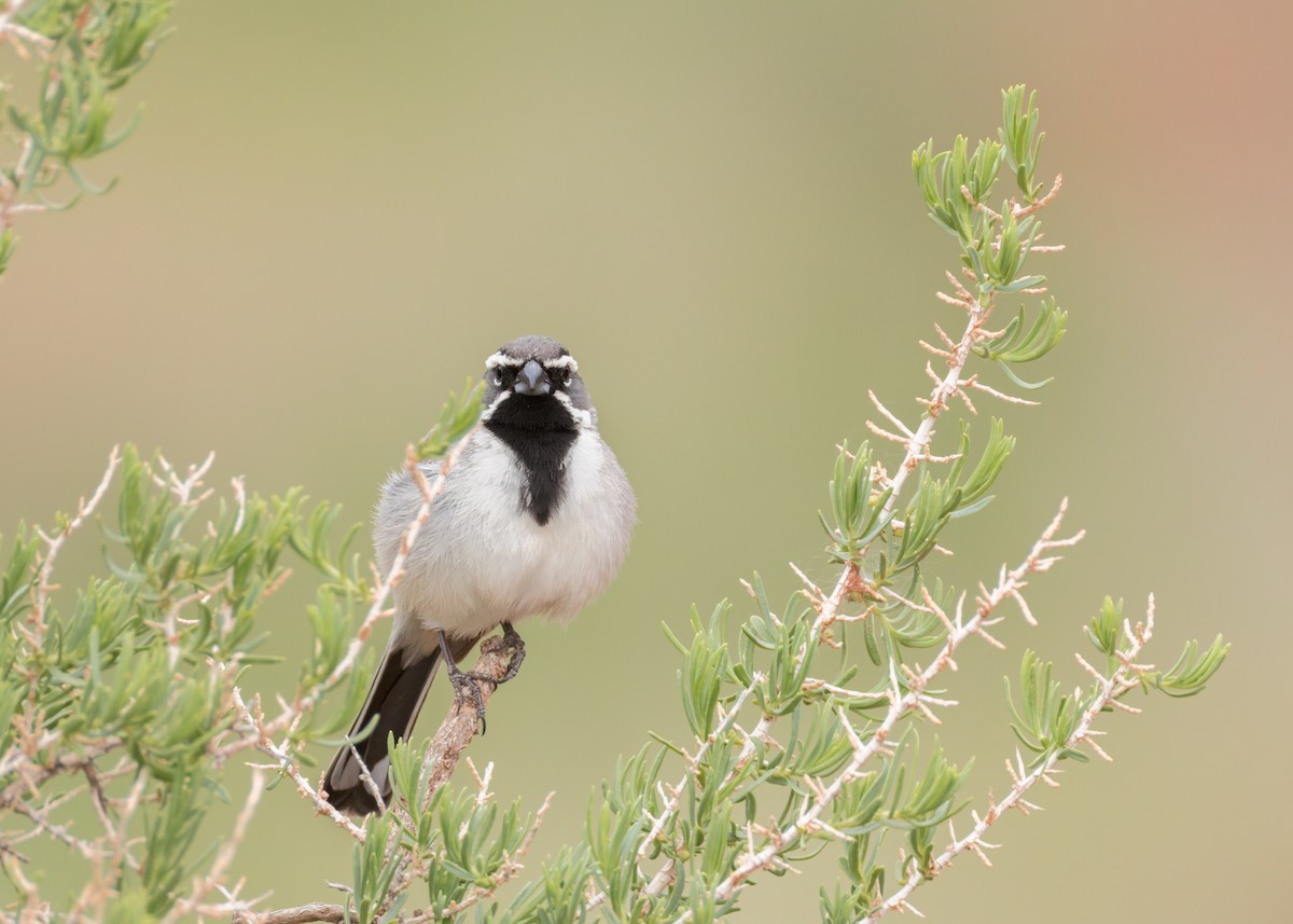 Black-throated Sparrow - ML635328270
