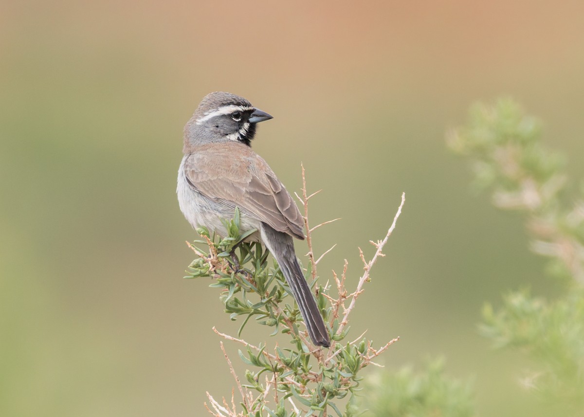 Black-throated Sparrow - ML635328275