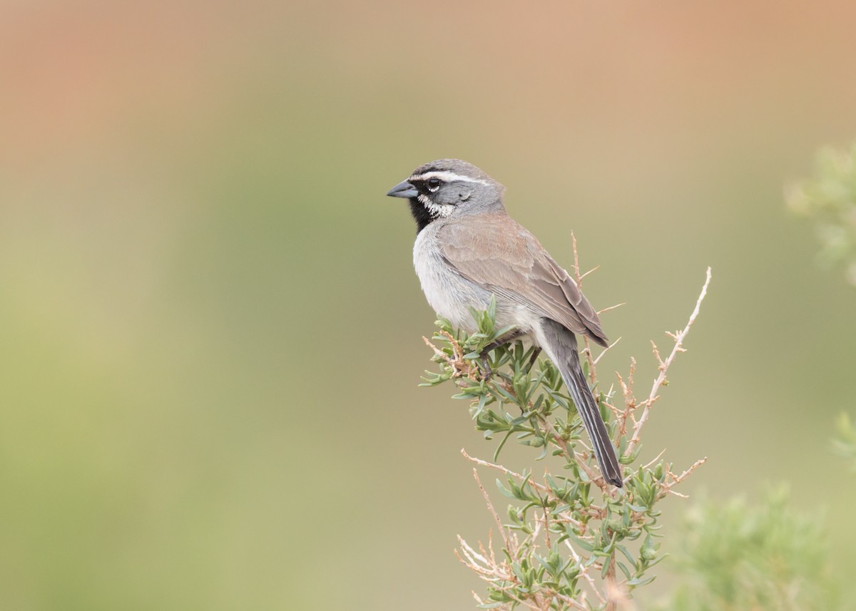 Black-throated Sparrow - ML635328278