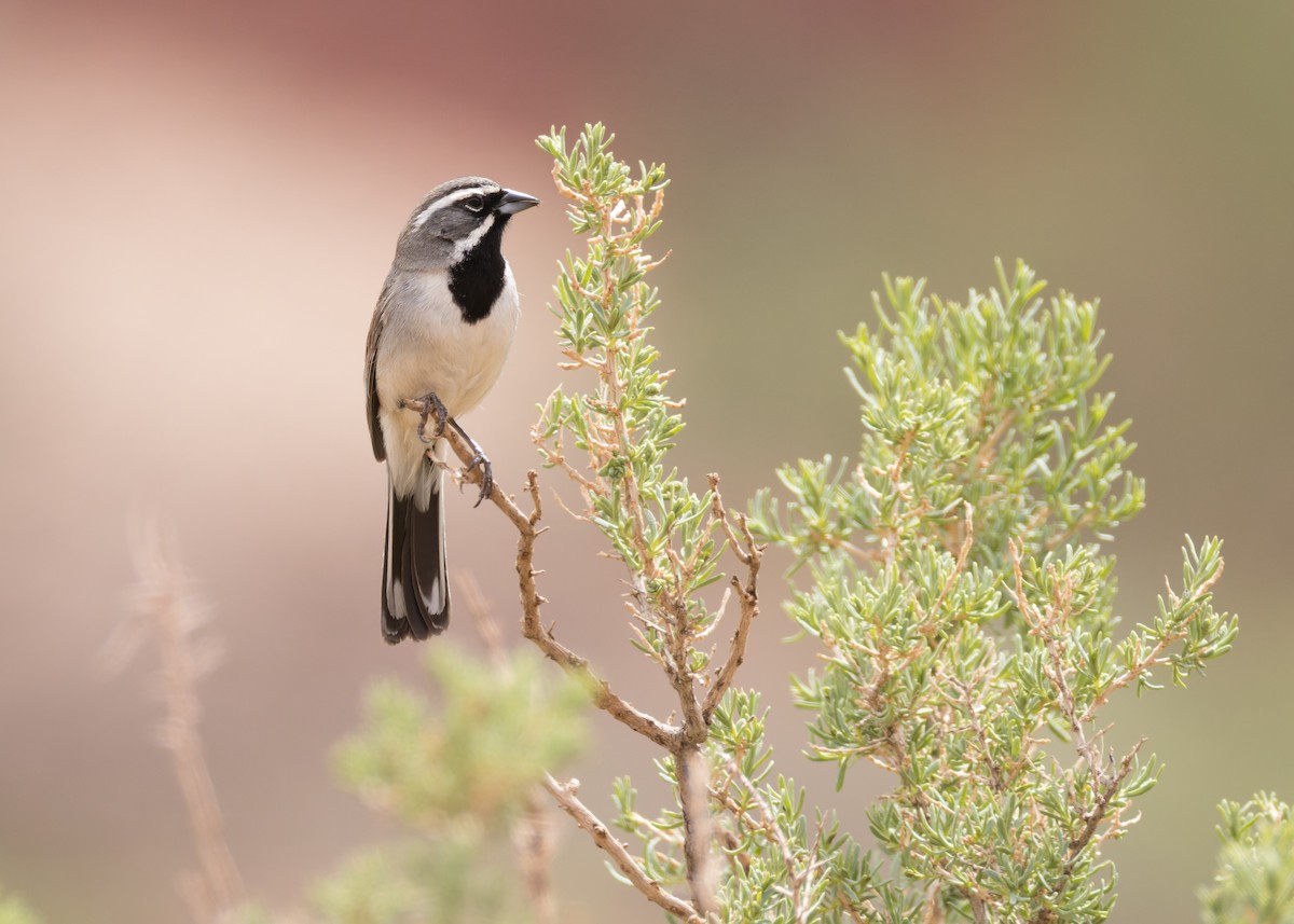 Black-throated Sparrow - ML635328297