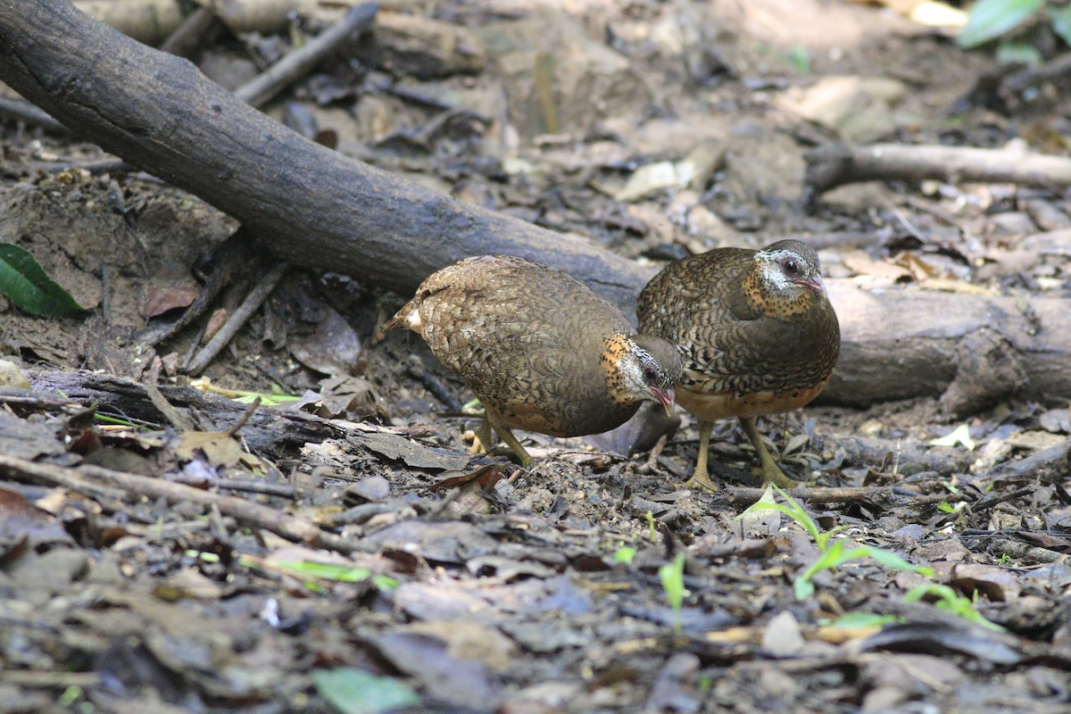 Scaly-breasted Partridge - ML635328327
