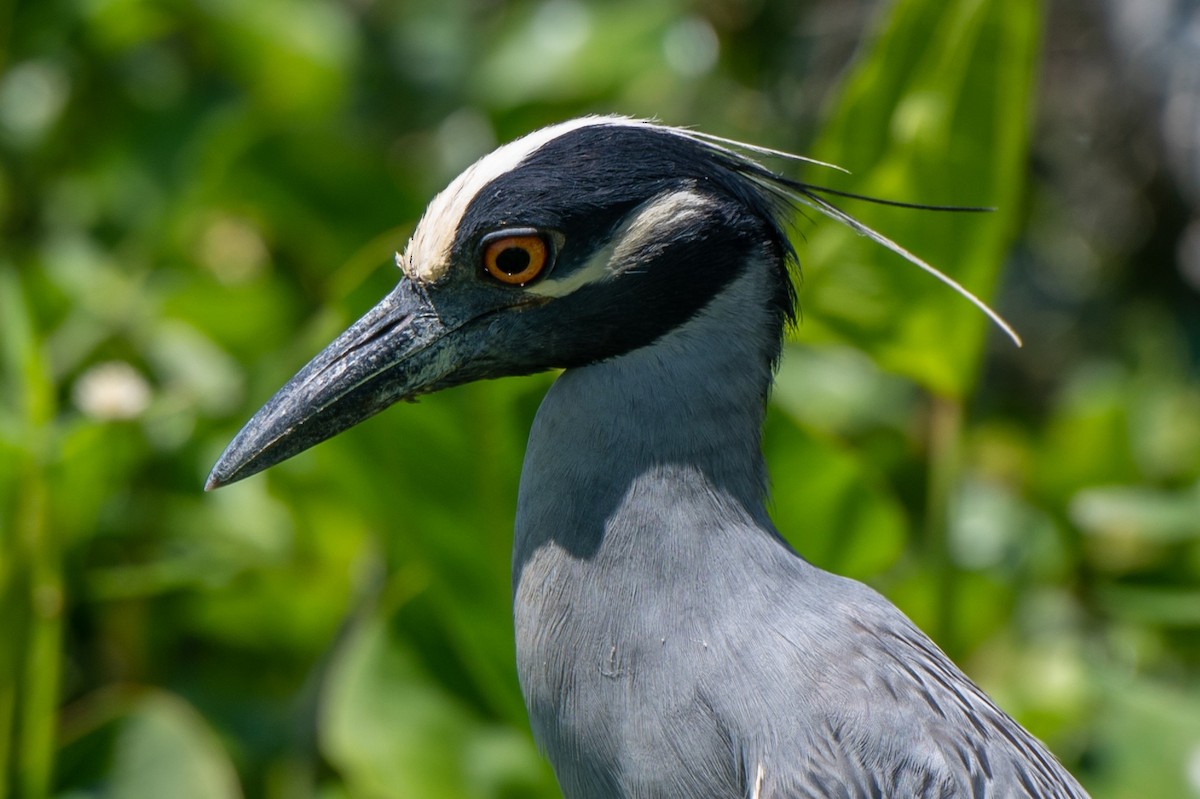 Yellow-crowned Night Heron - ML635328329