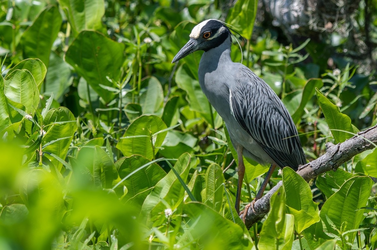 Yellow-crowned Night Heron - ML635328330