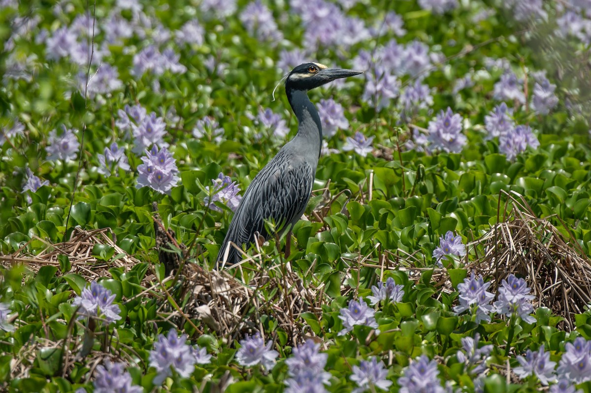 Yellow-crowned Night Heron - ML635328331