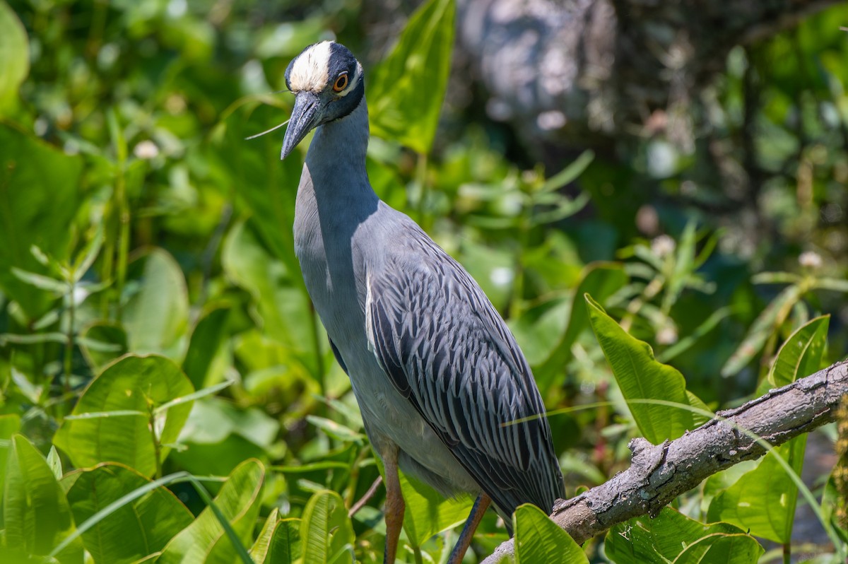 Yellow-crowned Night Heron - ML635328332