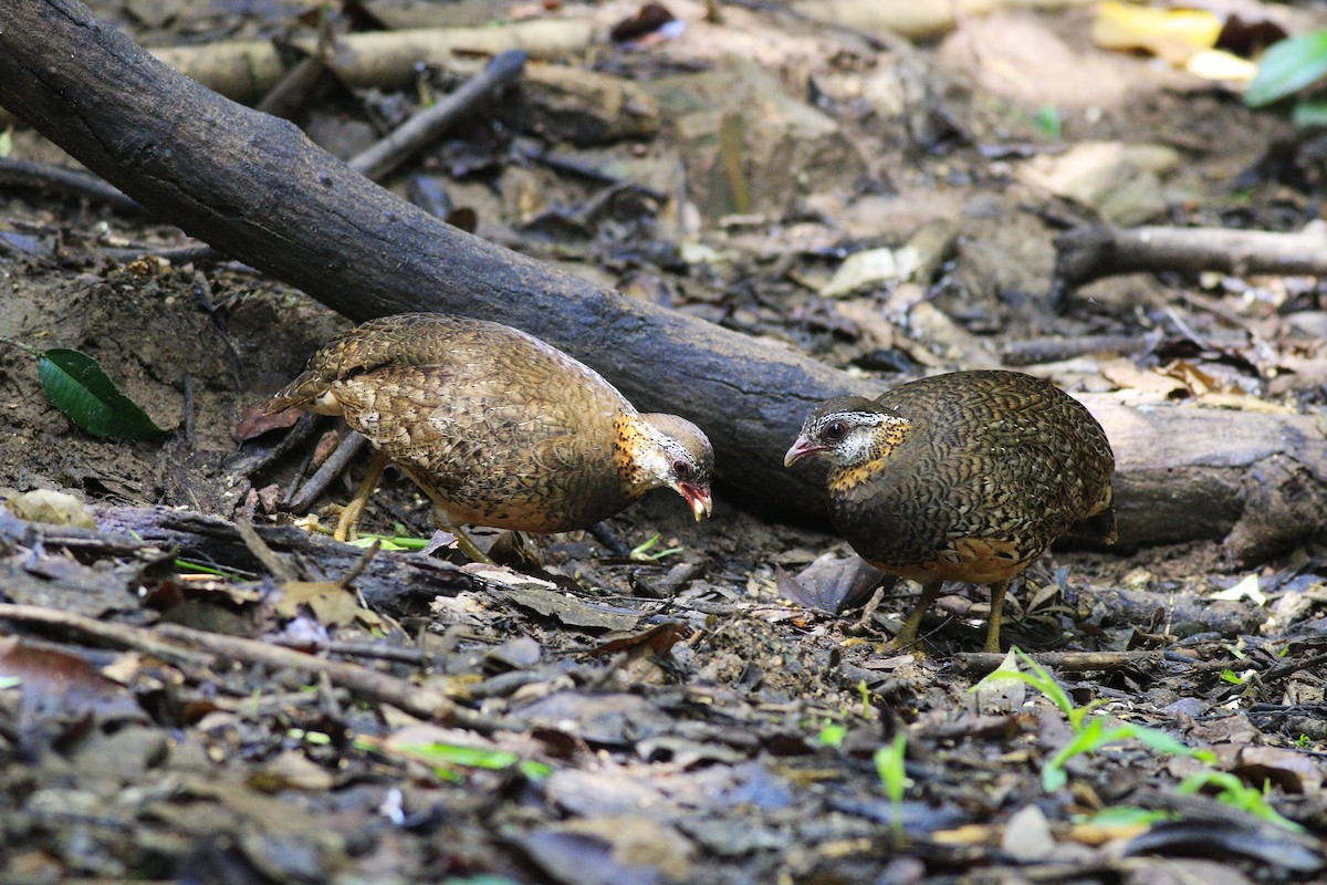 Scaly-breasted Partridge - ML635328363
