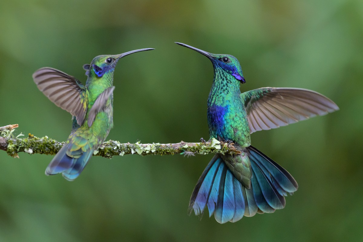 Sparkling Violetear - ML635328436