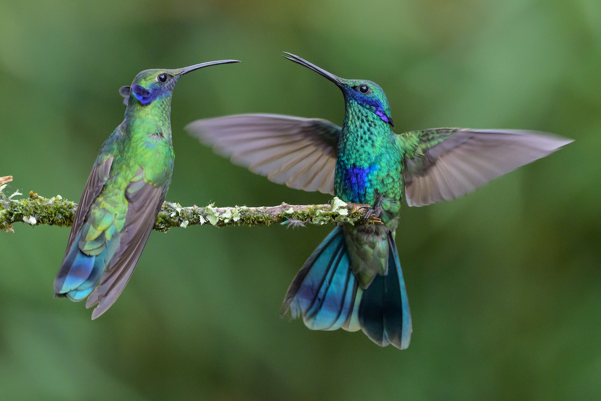 Sparkling Violetear - ML635328437