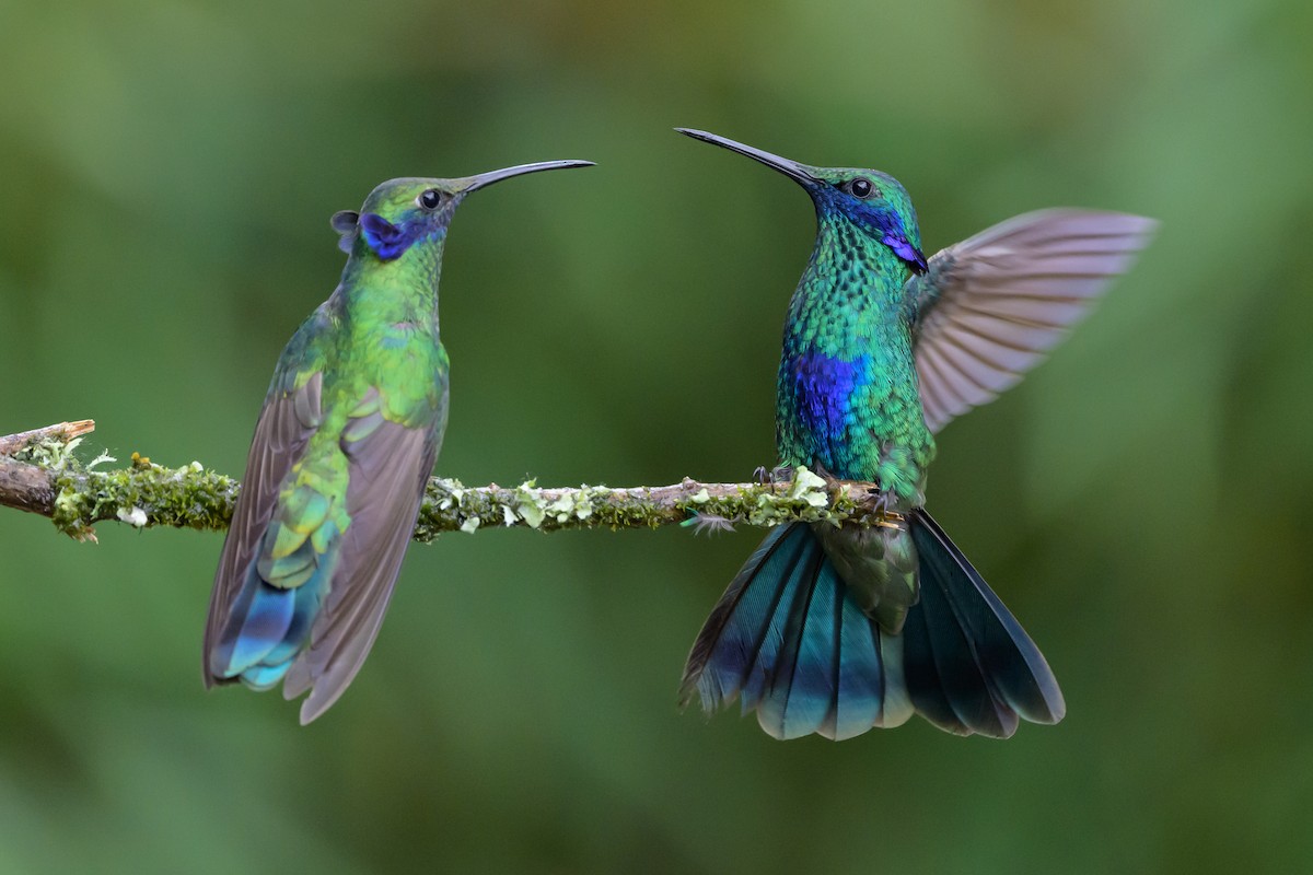 Sparkling Violetear - ML635328438
