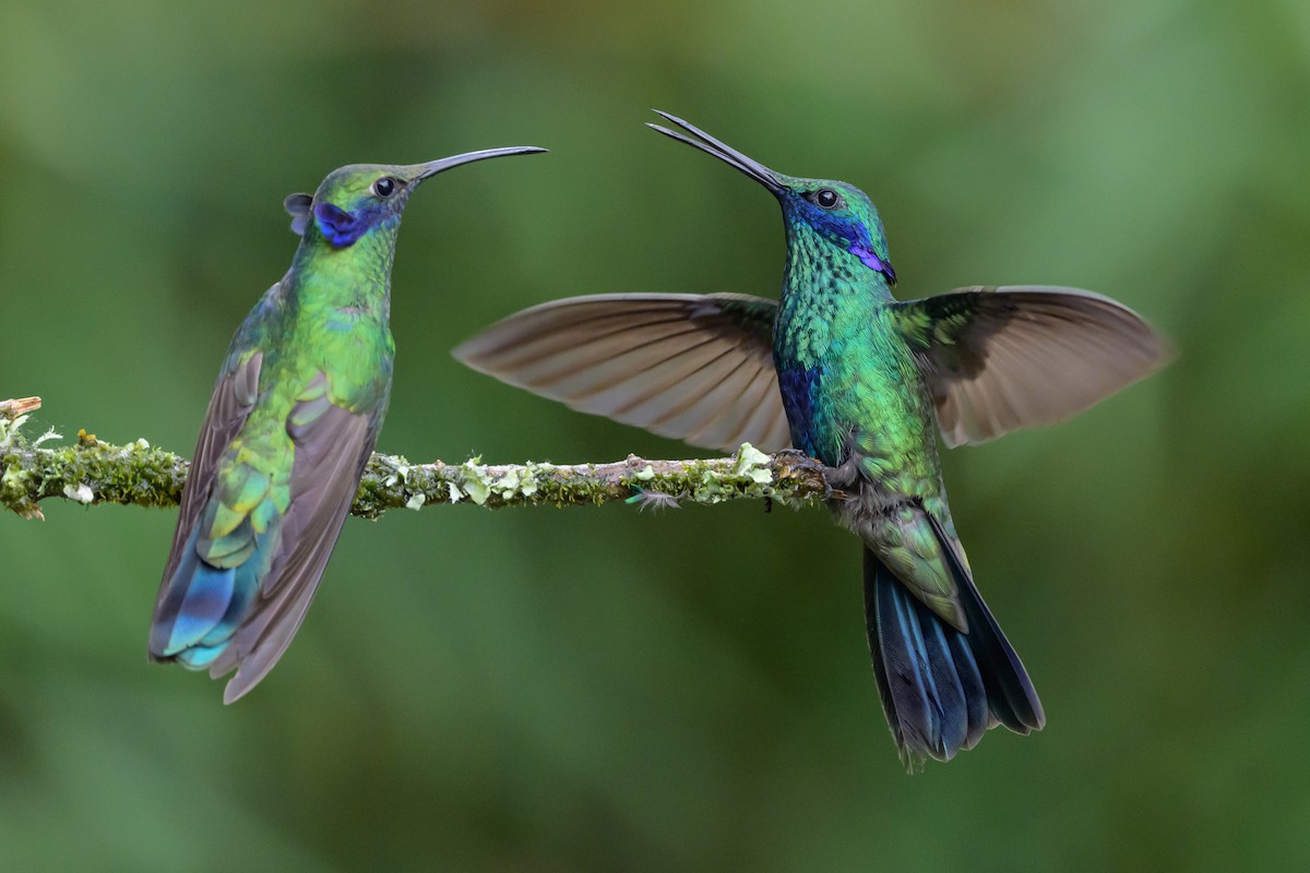 Sparkling Violetear - ML635328439