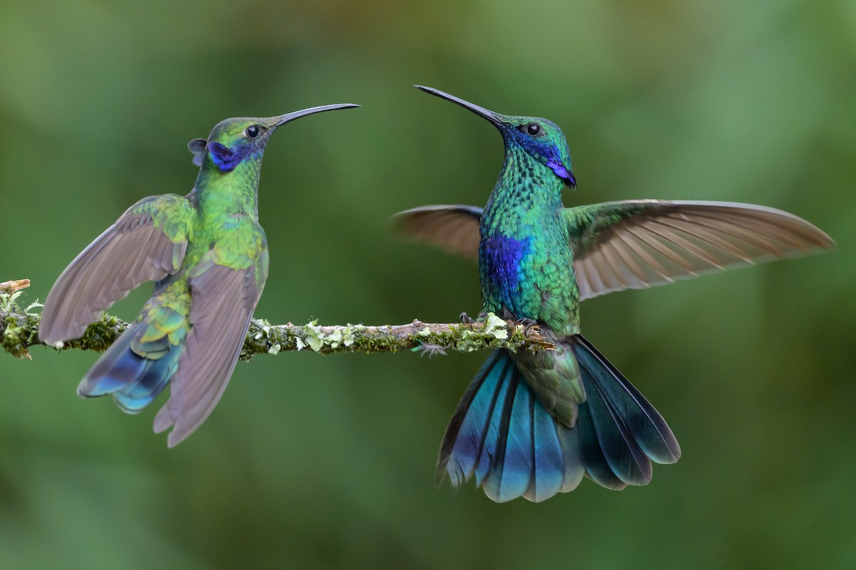 Sparkling Violetear - ML635328440