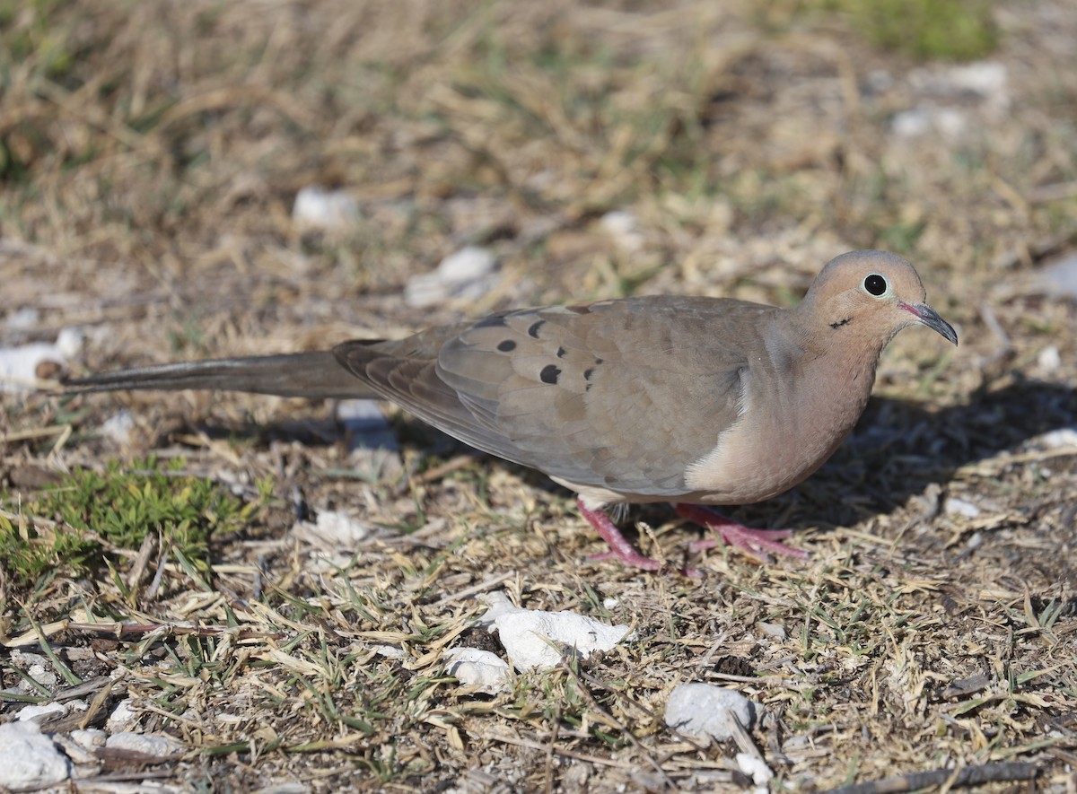 Mourning Dove - ML635328651