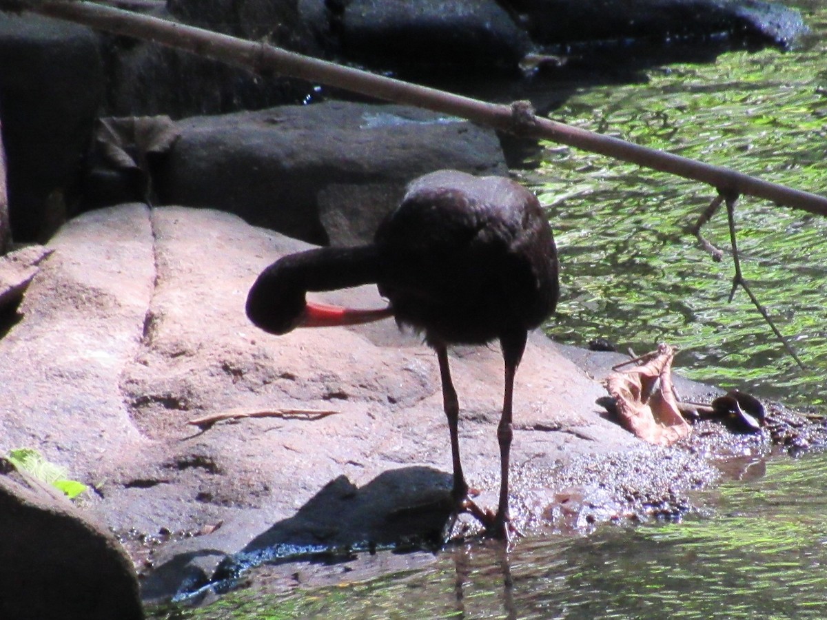Bare-faced Ibis - ML635328684