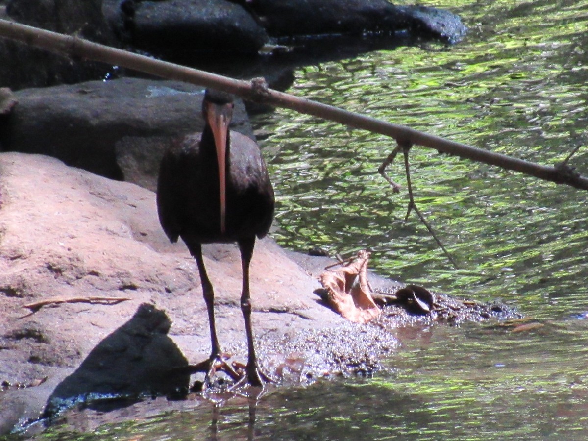Bare-faced Ibis - ML635328685