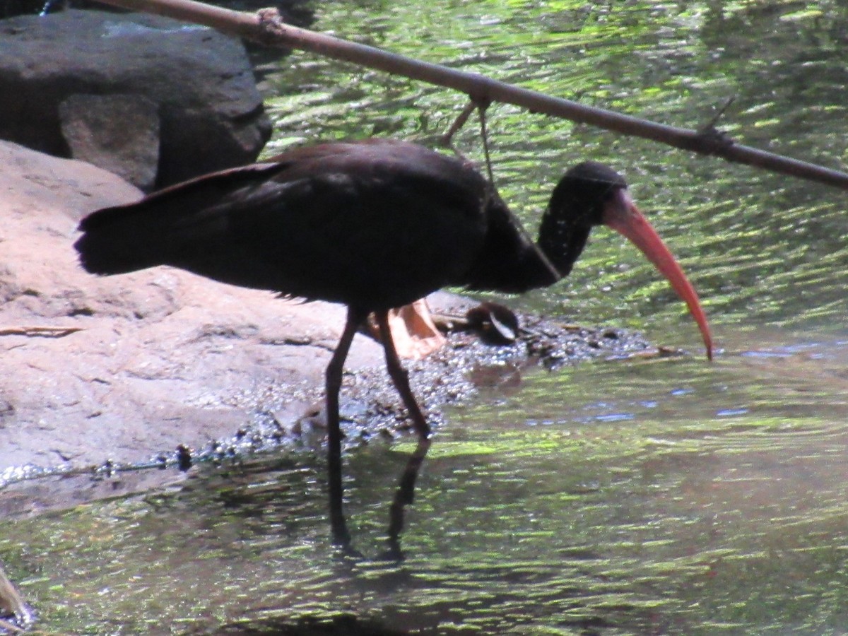 Bare-faced Ibis - ML635328688